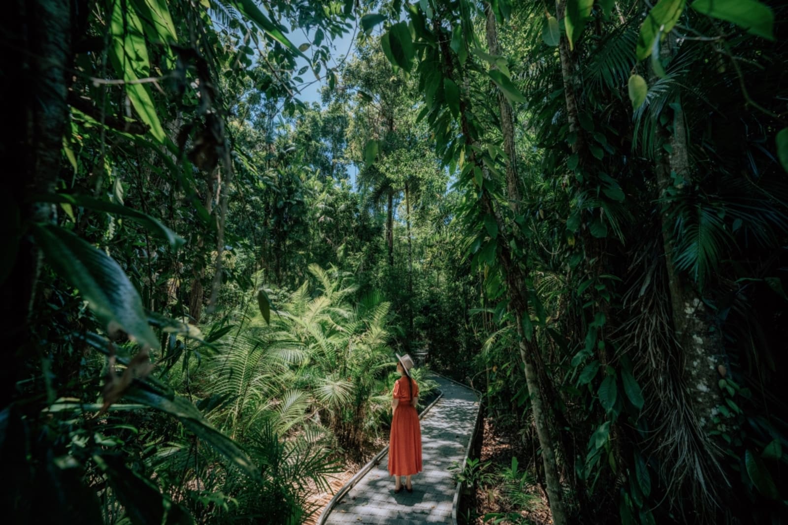 Traveller on the Marrdja Boardwalk in the Daintree Rainforest