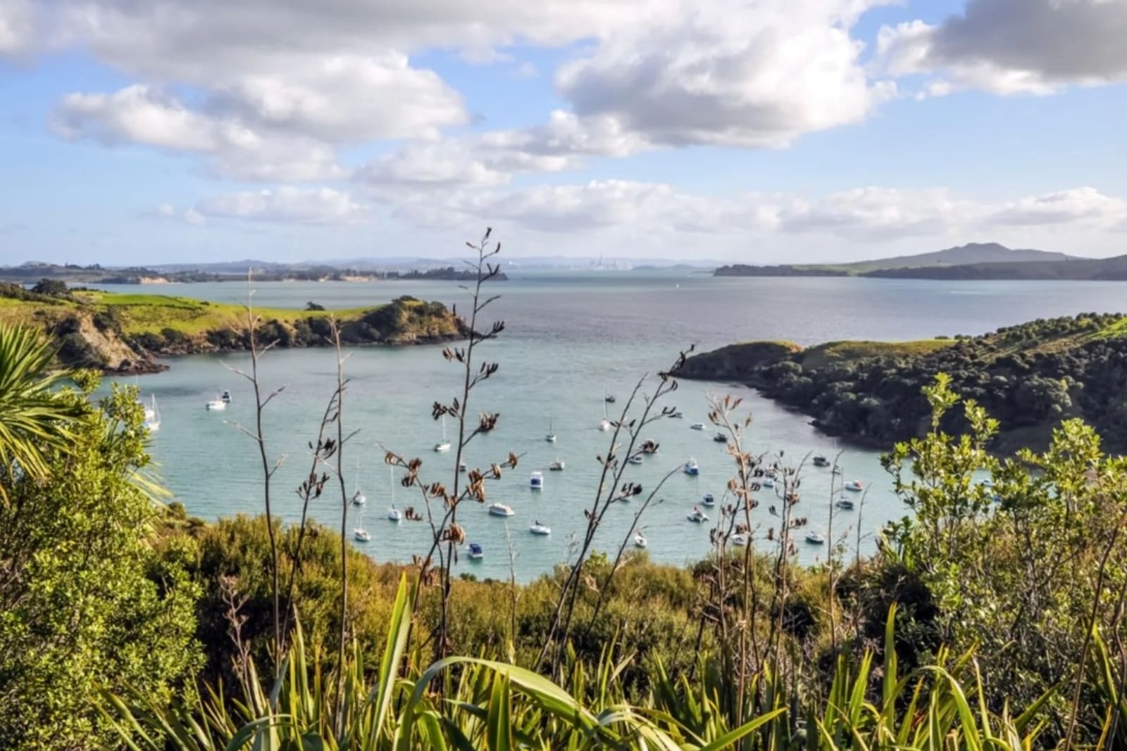 Waiheke Island produces high quality red wines including Cabernet and Syrah.