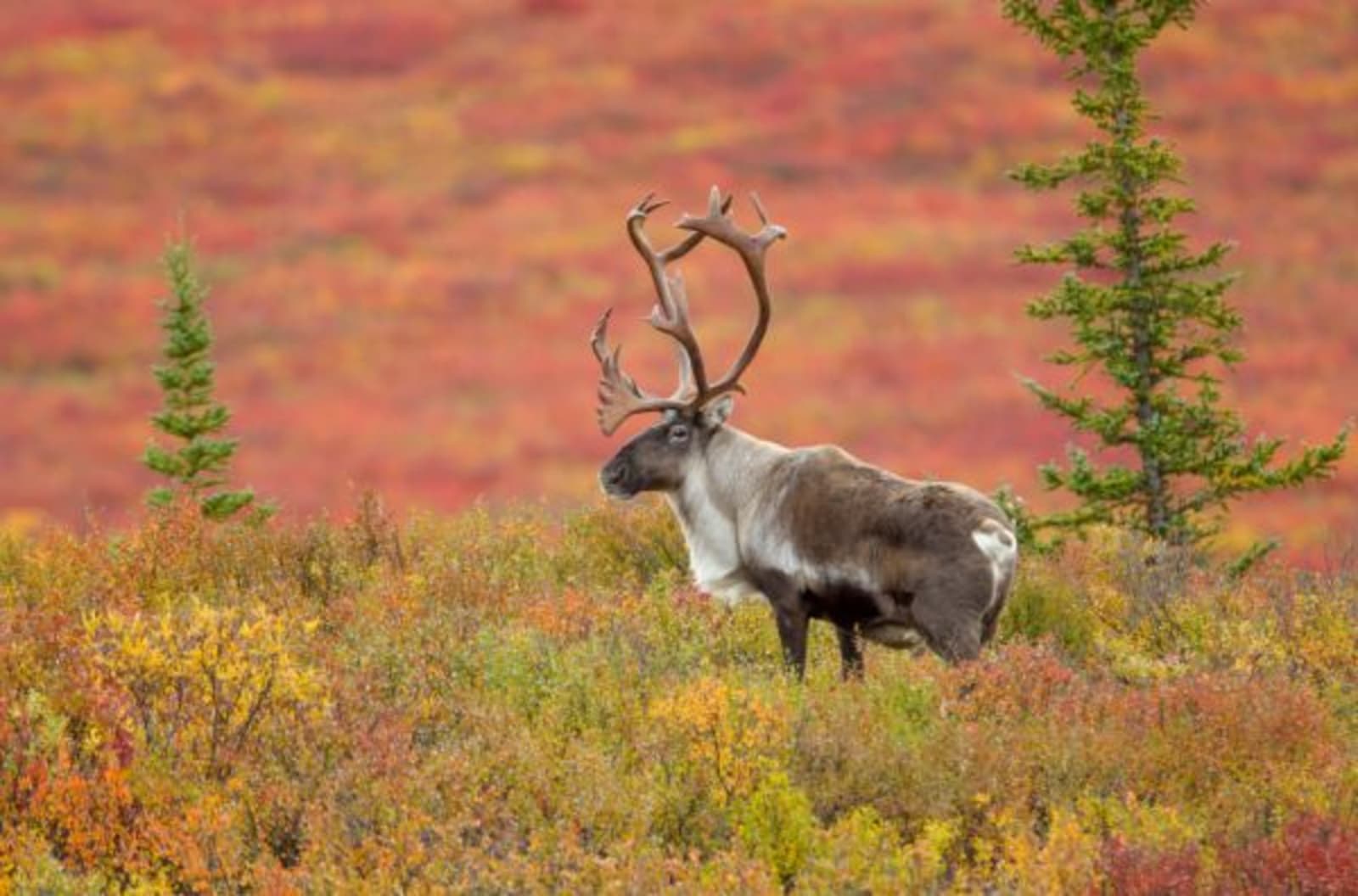 Moose in Denali National Park, Alaska surrounded by autumn colours.