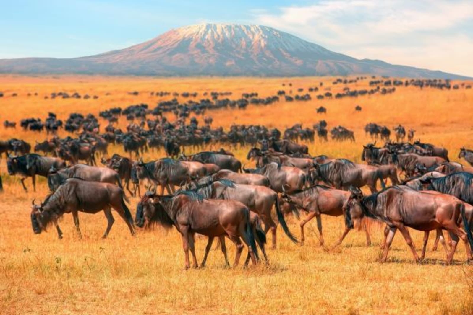 Dry grassland filled with wildebeest