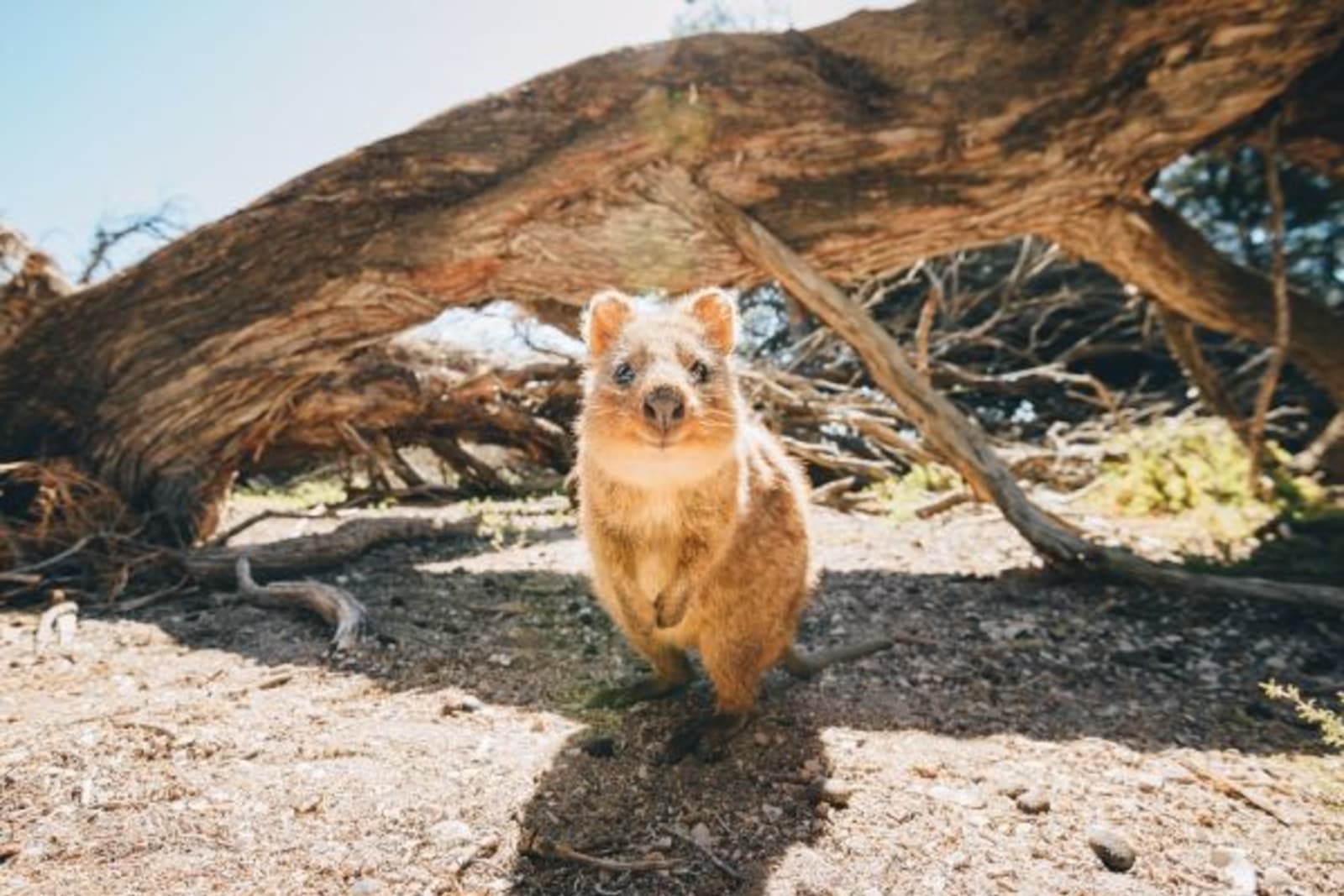 Quokka in front of an old knock down tree
