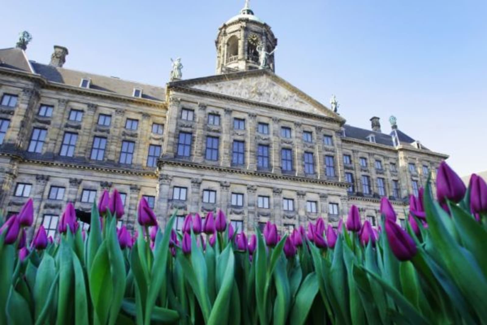 Purple flowers in front of the Royal Palace of Amsterdam
