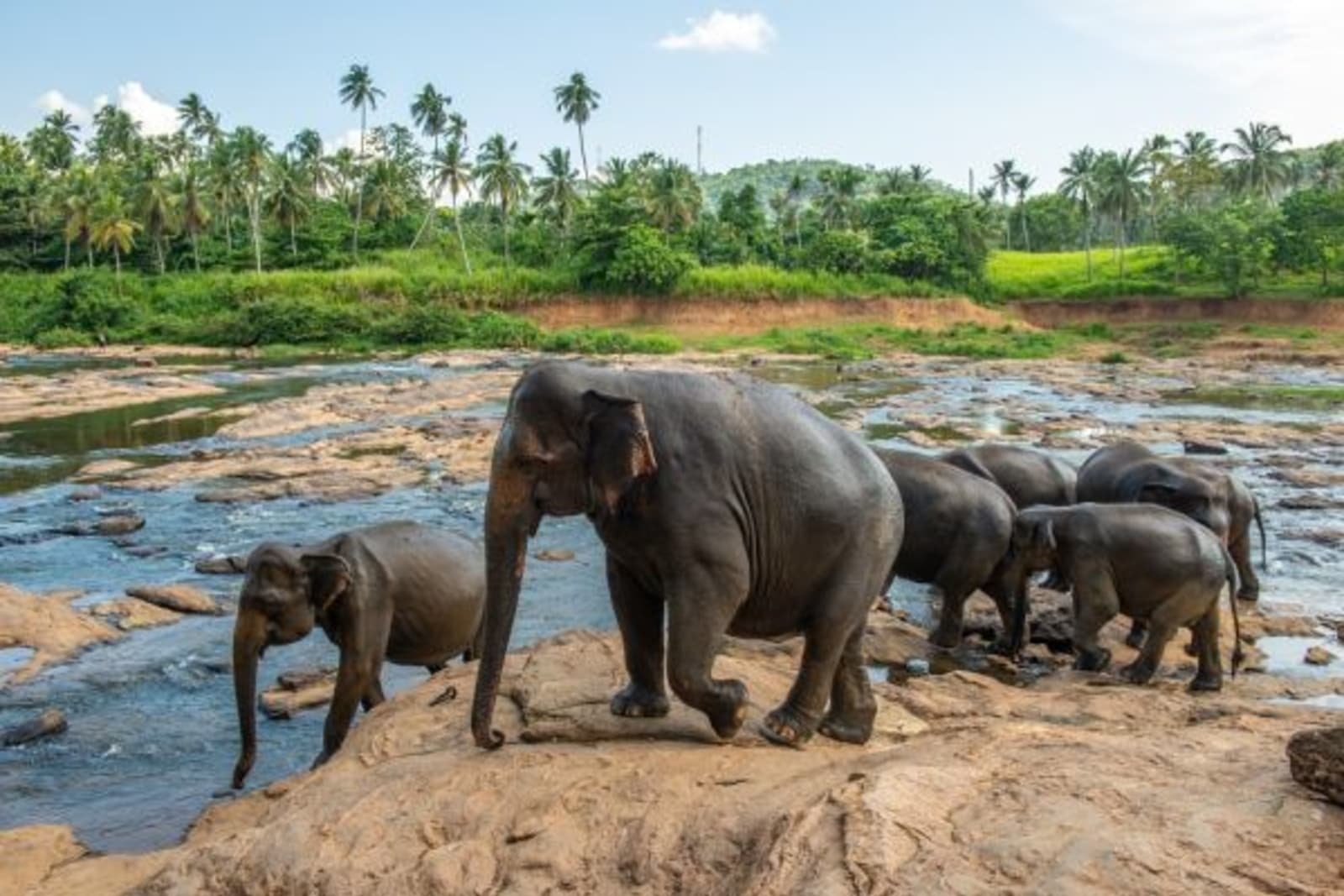 Group of elephants drinking water from a water hole