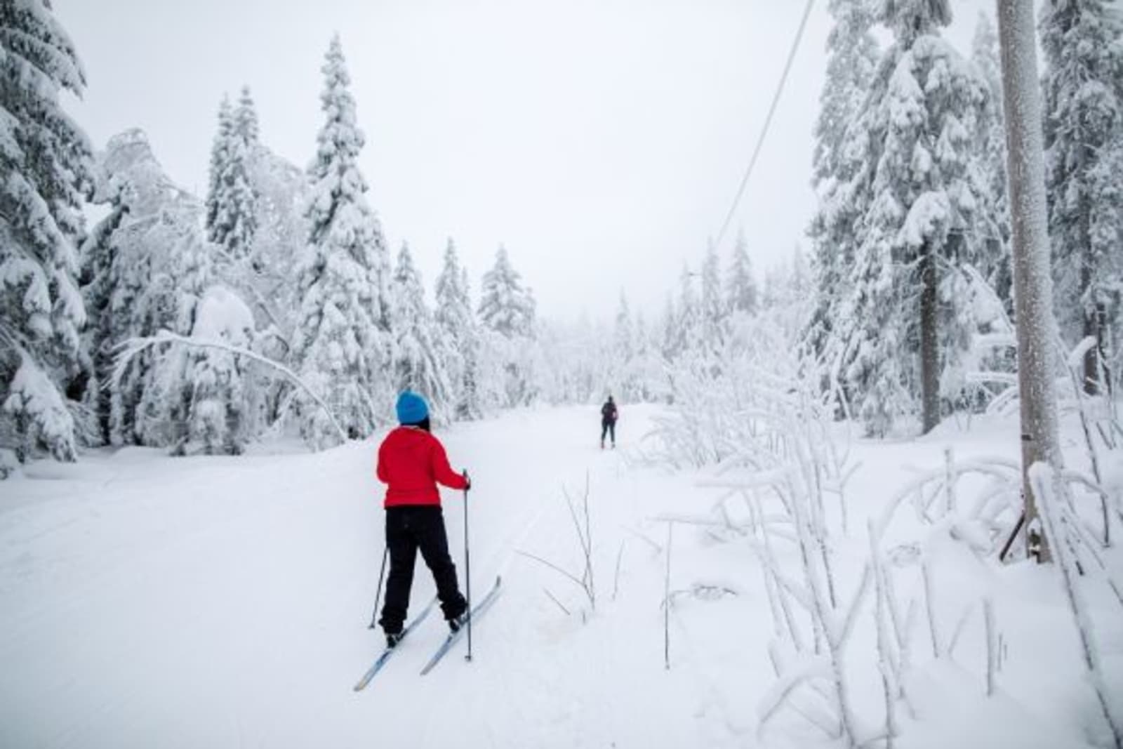 People skiing through ski field surrounded by snowy trees