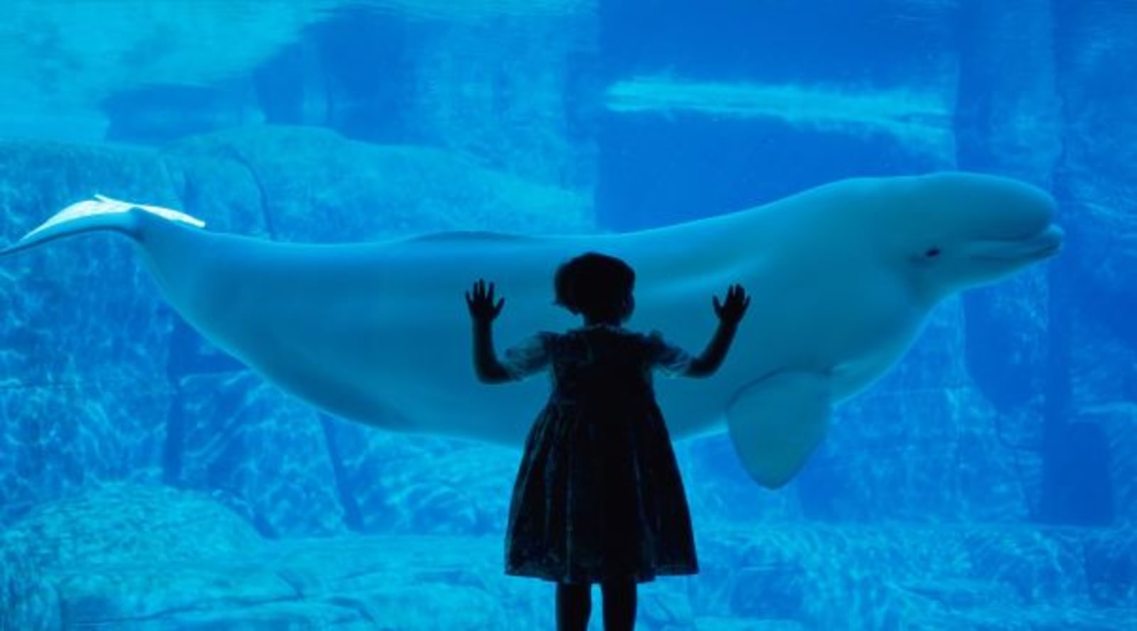 Young child putting hands on the aquarium glass looking at Beluga whale