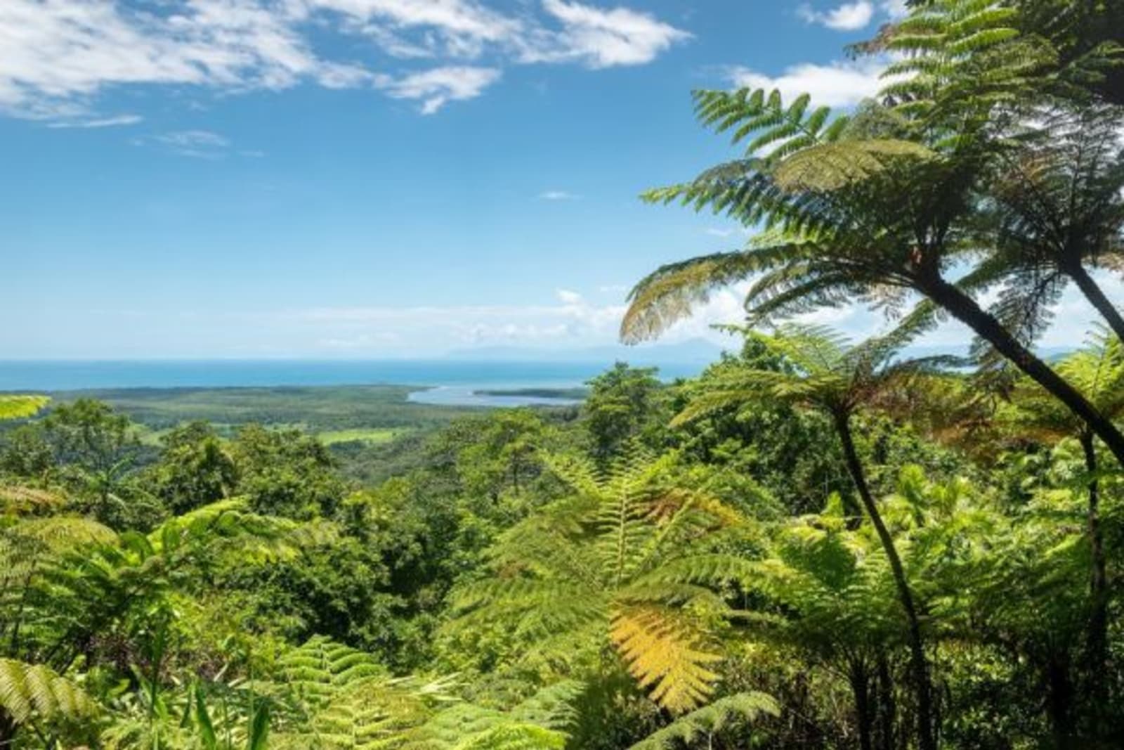 Distant shot of bush land and ocean in Daintree National Park