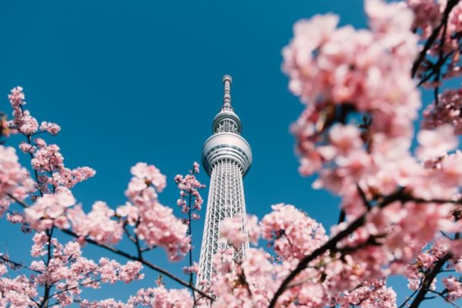 Cherry blossoms in front of skytree in Tokyo
