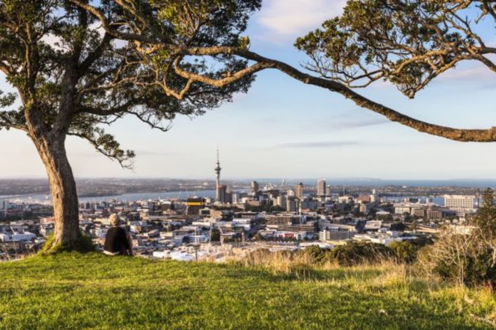 Distant view of Auckland city through a pair of trees