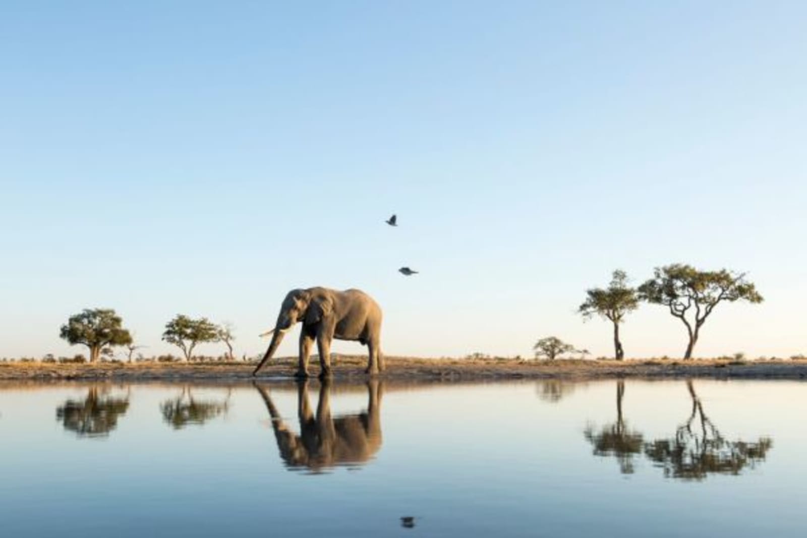 Elephant walking past a water hole with sunset in background