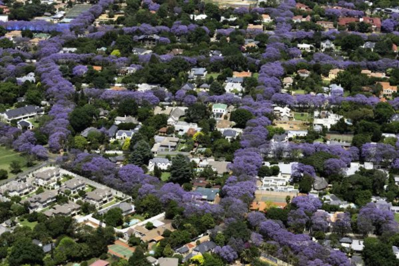 aerial view of subsurban johannesburg with jacarandas in bloom