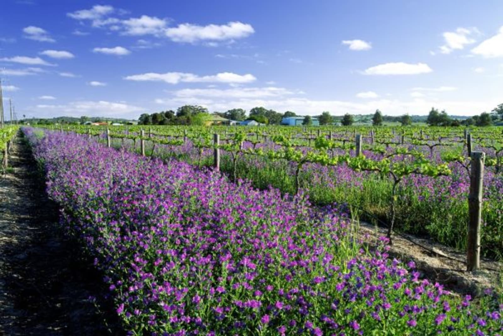 Vineyards with purple flowers