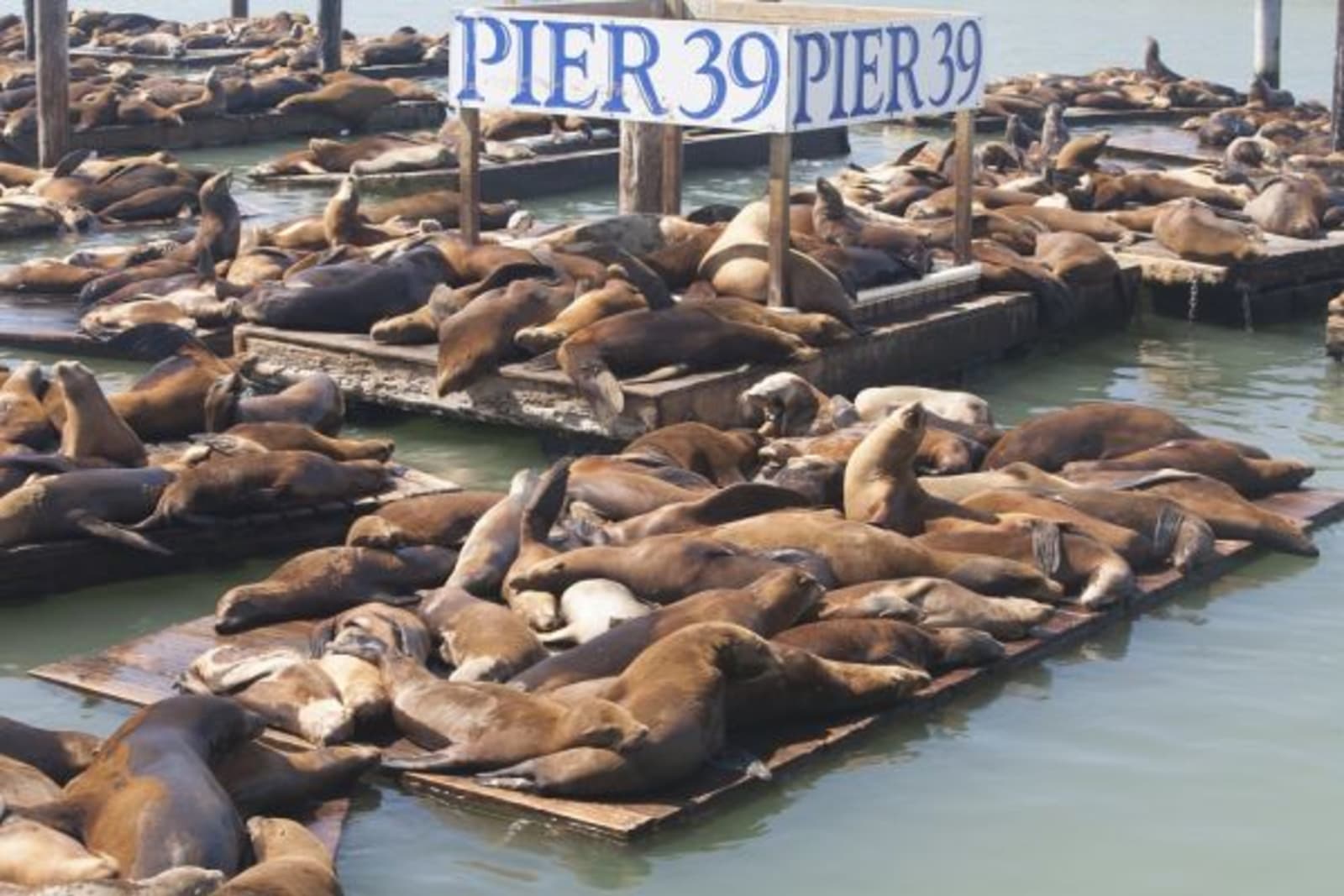 groups of sealions laying in the sun on wooden planks on pier 39
