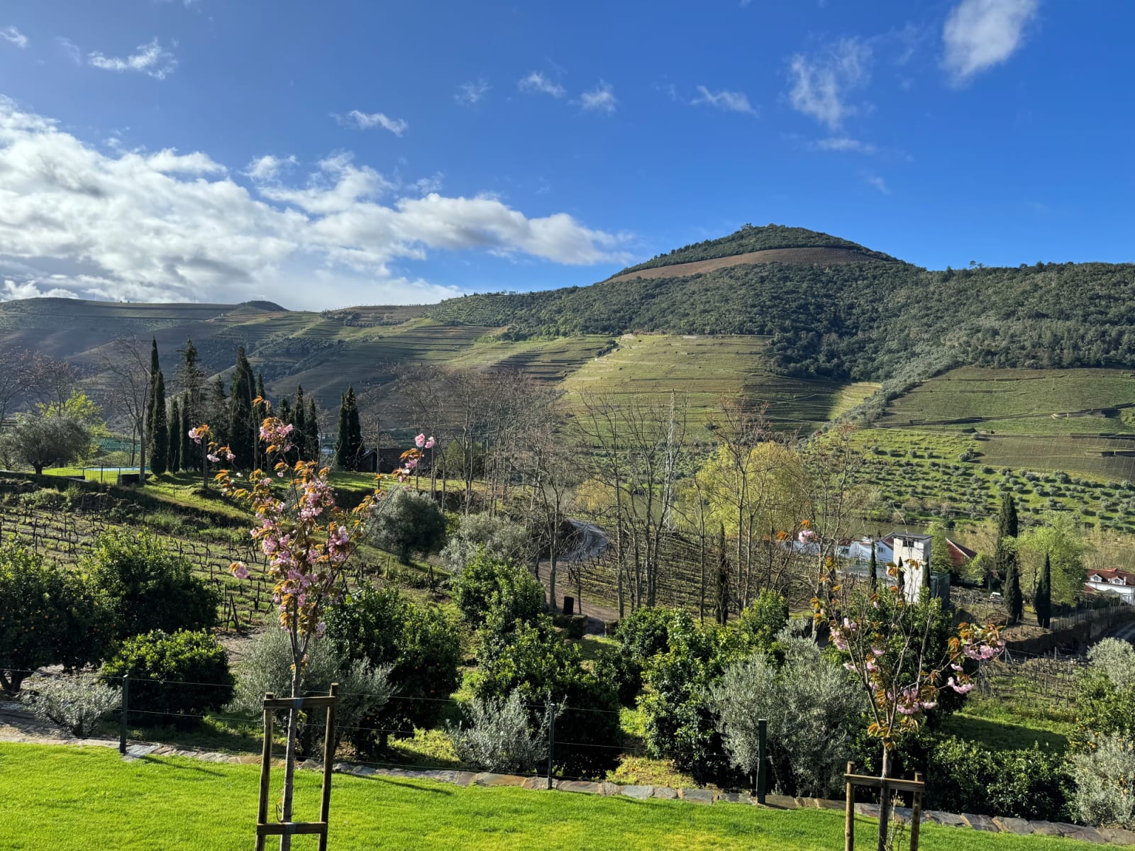 Pinhao vineyards
