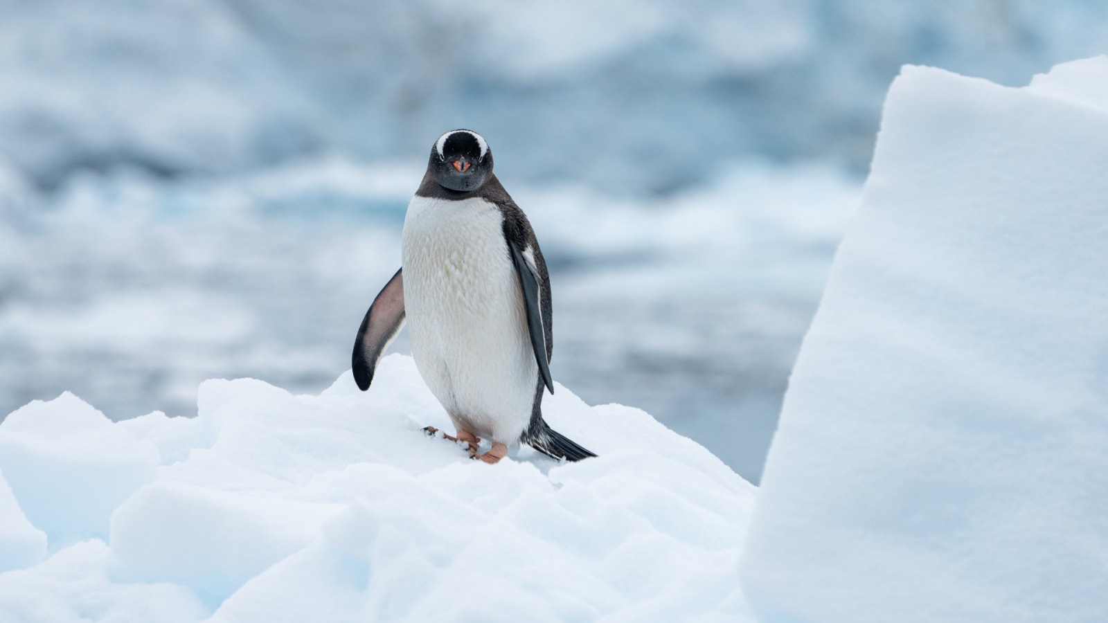 Penguin in Antarctica