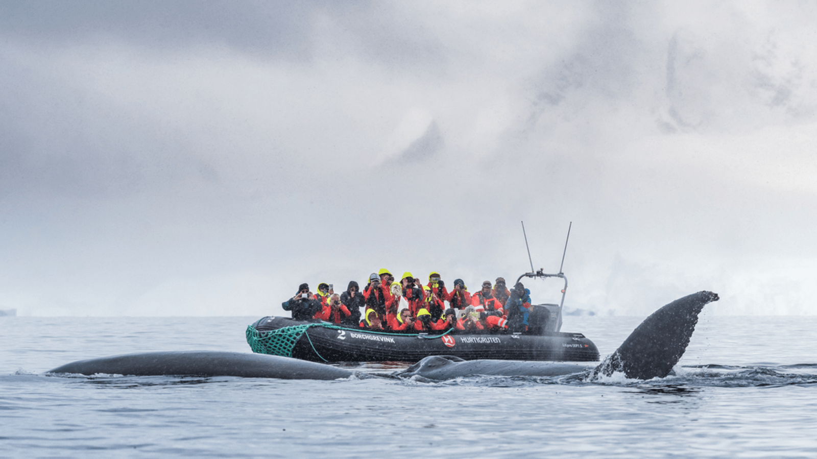 Whale Watching