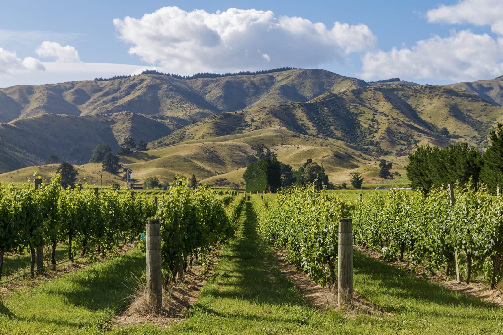 Wine vineyard in Marlborough, New Zealand