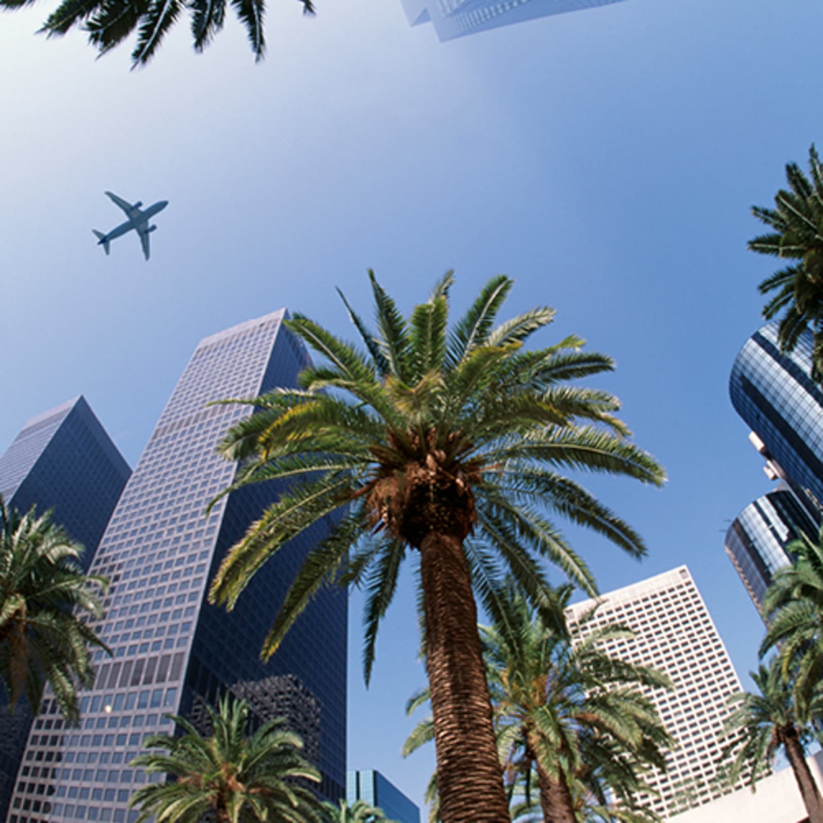 plane flying over skyscrapers and palm trees