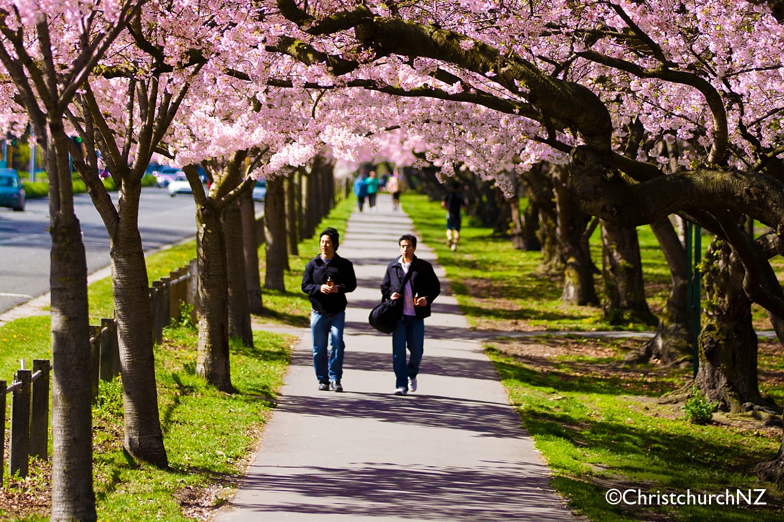 Walkway under long rows of pink flowering trees in Christchurch