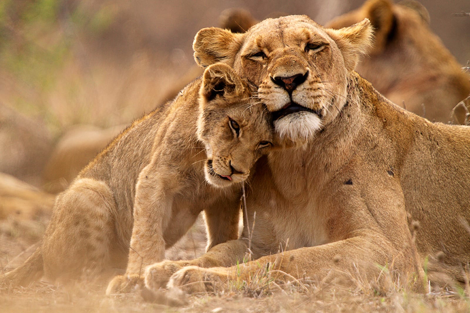 africa