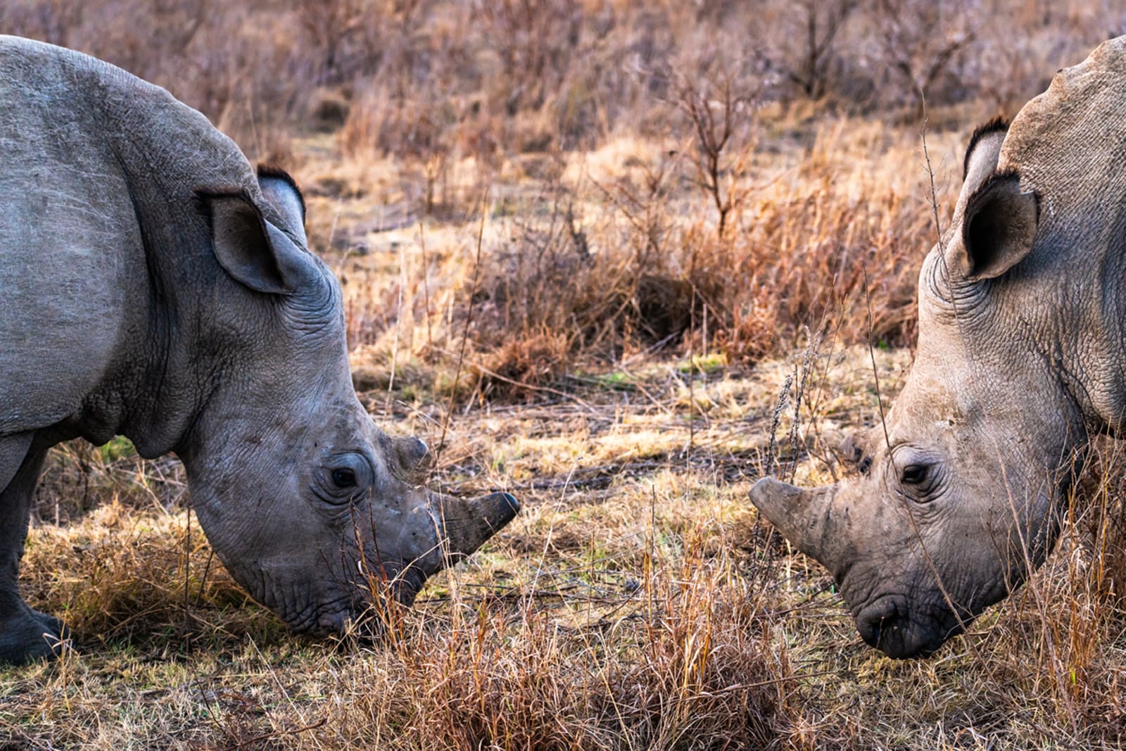 south-africa