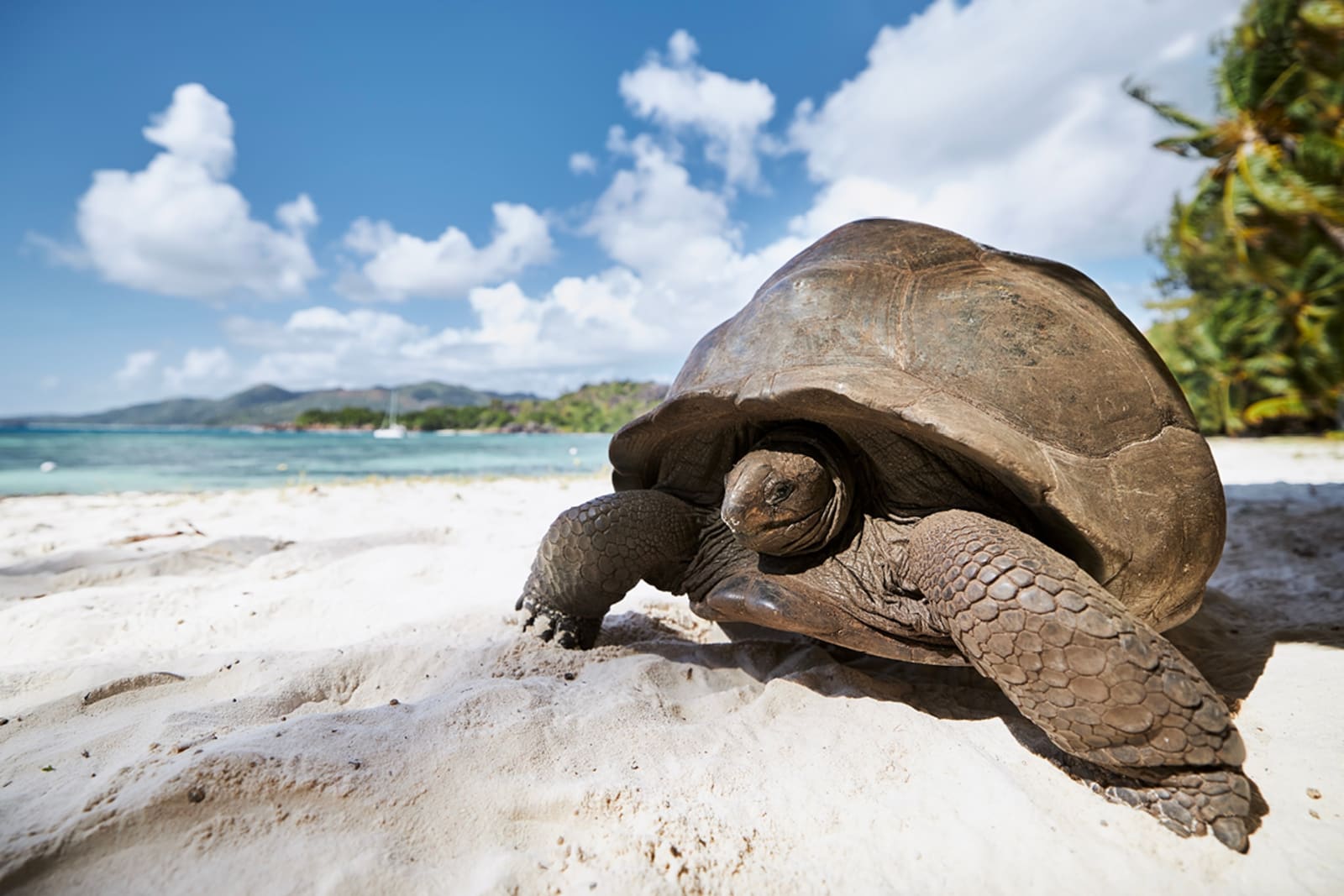 seychelles