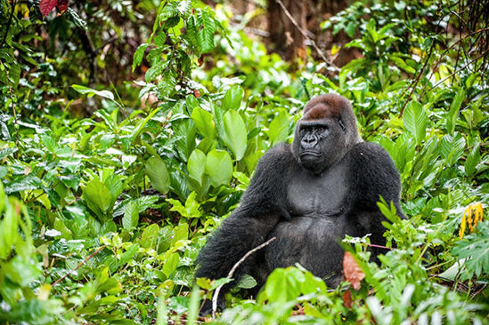 Mountain gorilla