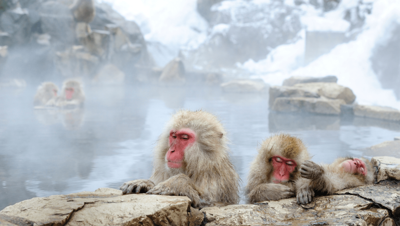 Monkeys in a hot spring surrounded by snow