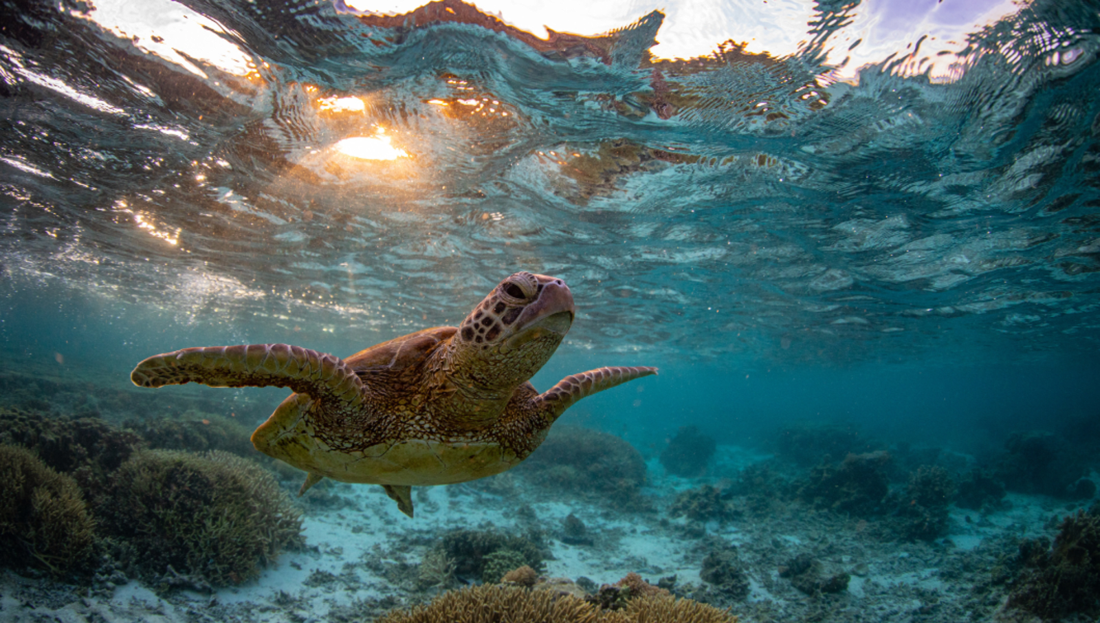 Turtle swimming underwater in the Great Barrier Reef.
