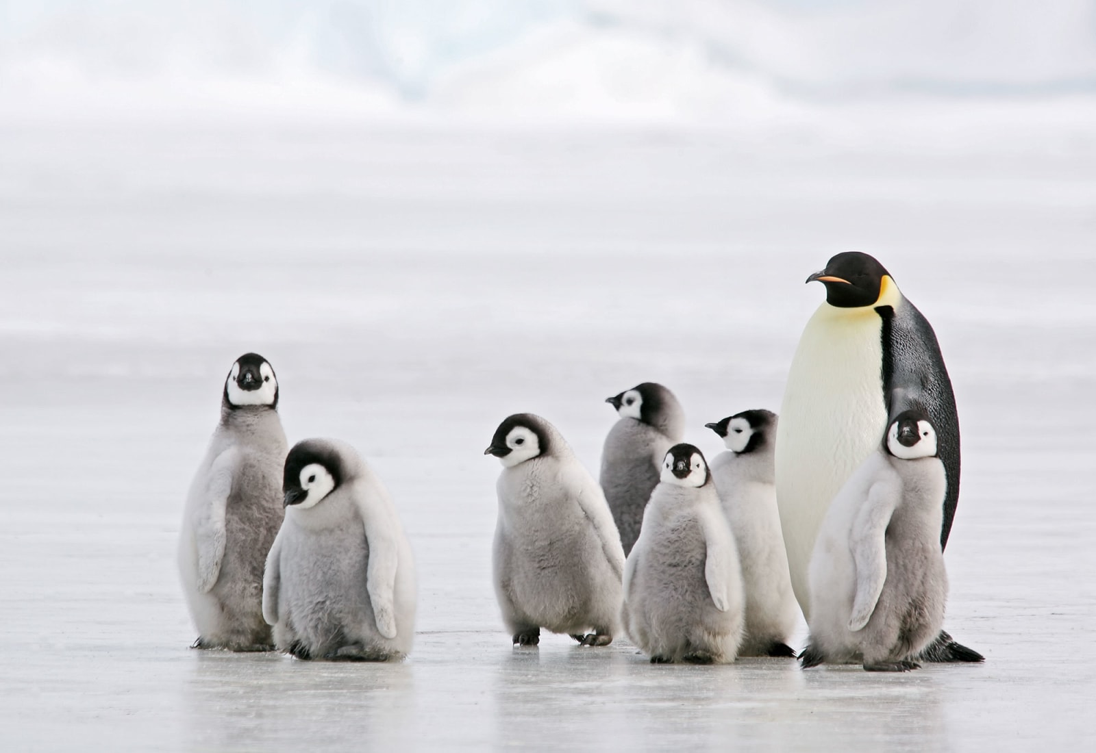 Penguins, Antarctica with HX