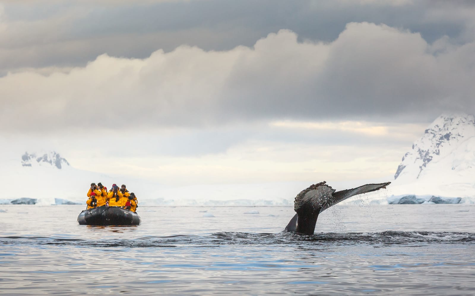 Fluking whale, Antarctica with HX