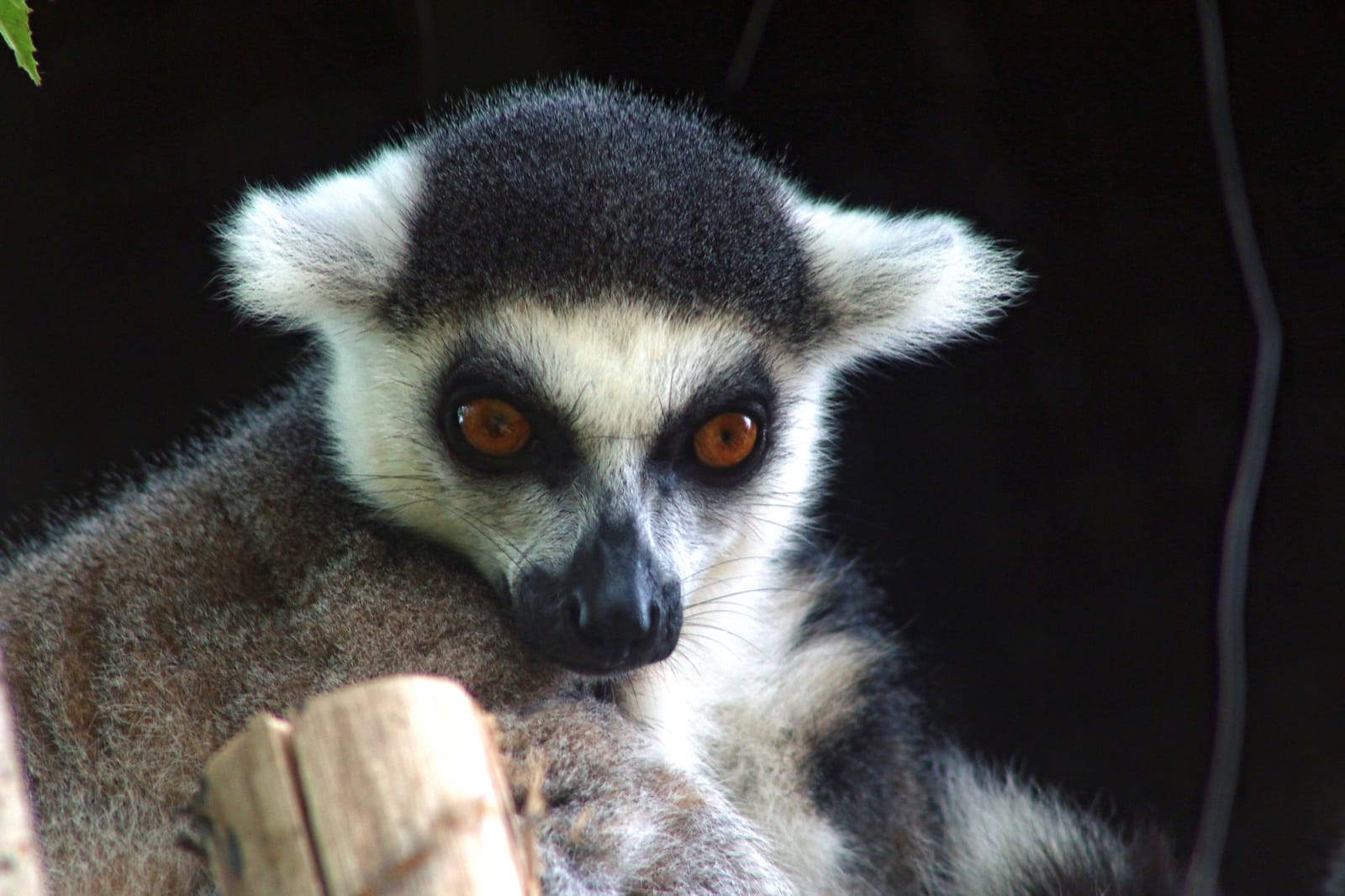 Lemur, Madagascar
