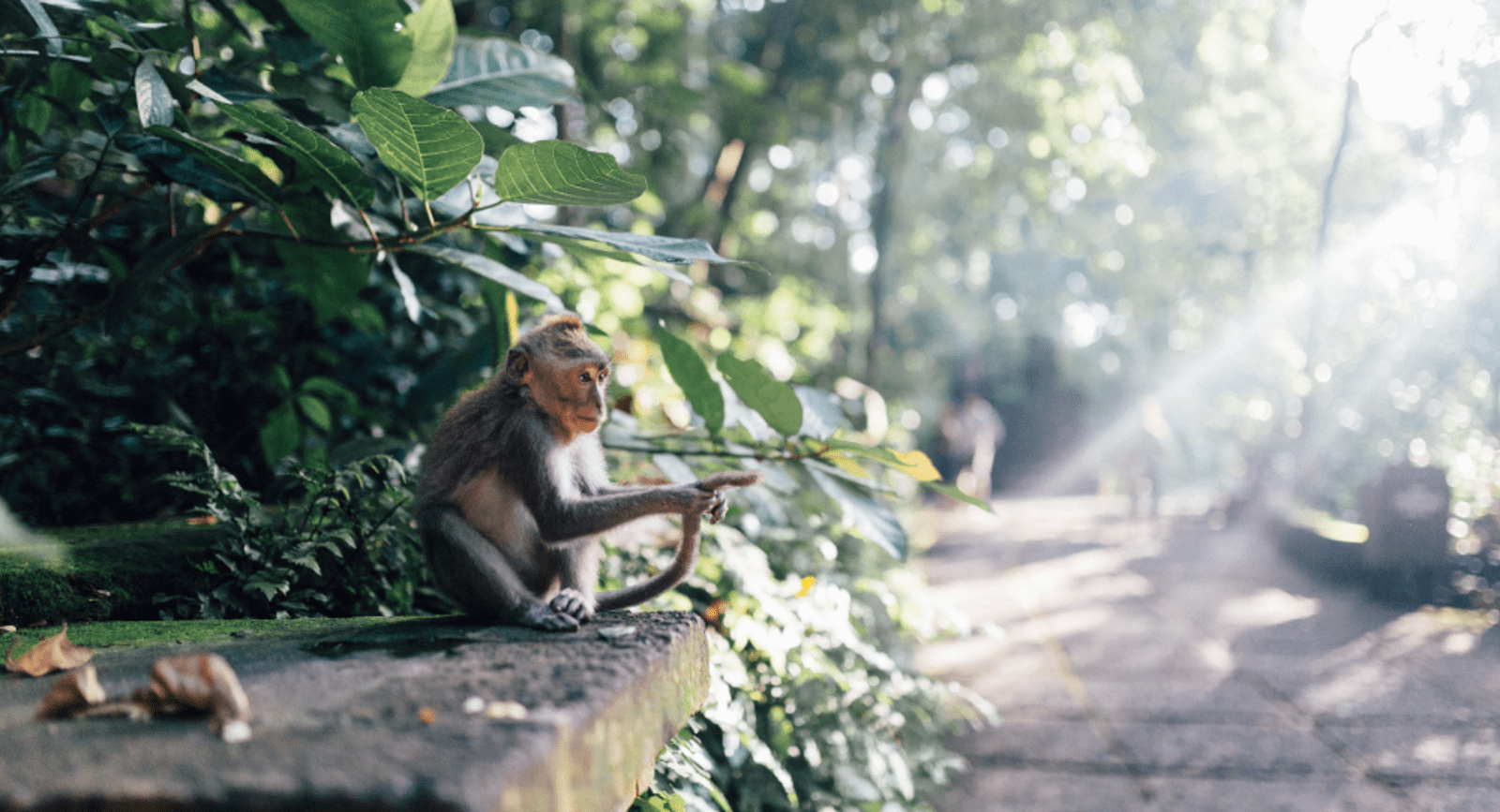 Ubud Monkey Forest in Indonesia