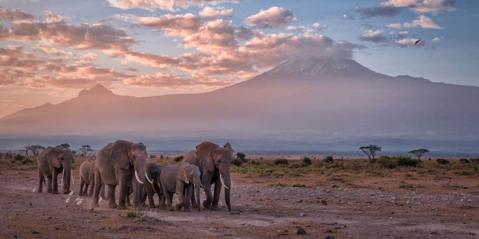 Elephants walking across the plains in Africa