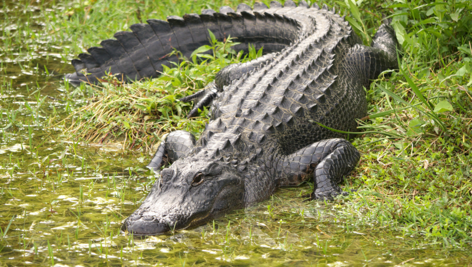 large alligator in green swamp waters 