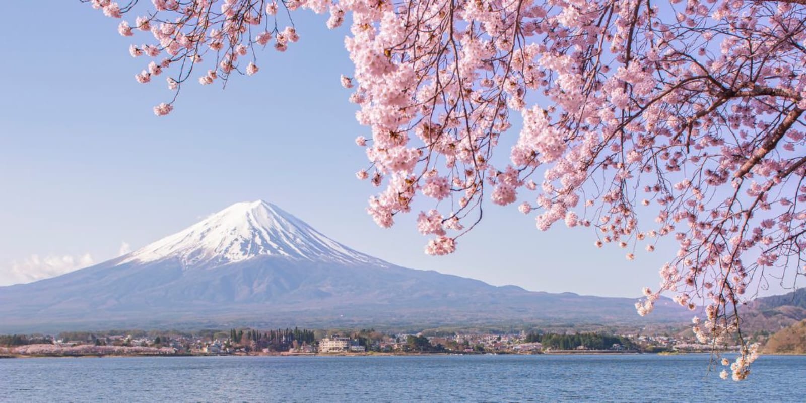 A view of Mount Fuji in Japan with a cherry blossom tree in the fore ground