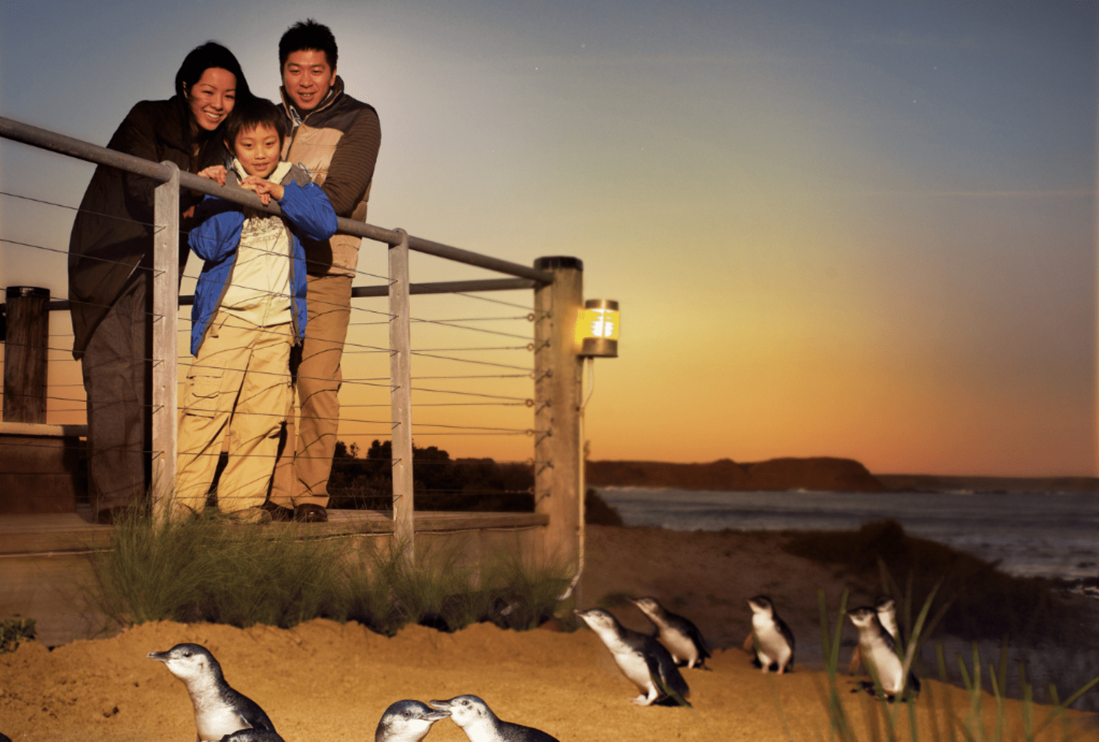 A family watches penguins on the beach at sunset on Philip Island