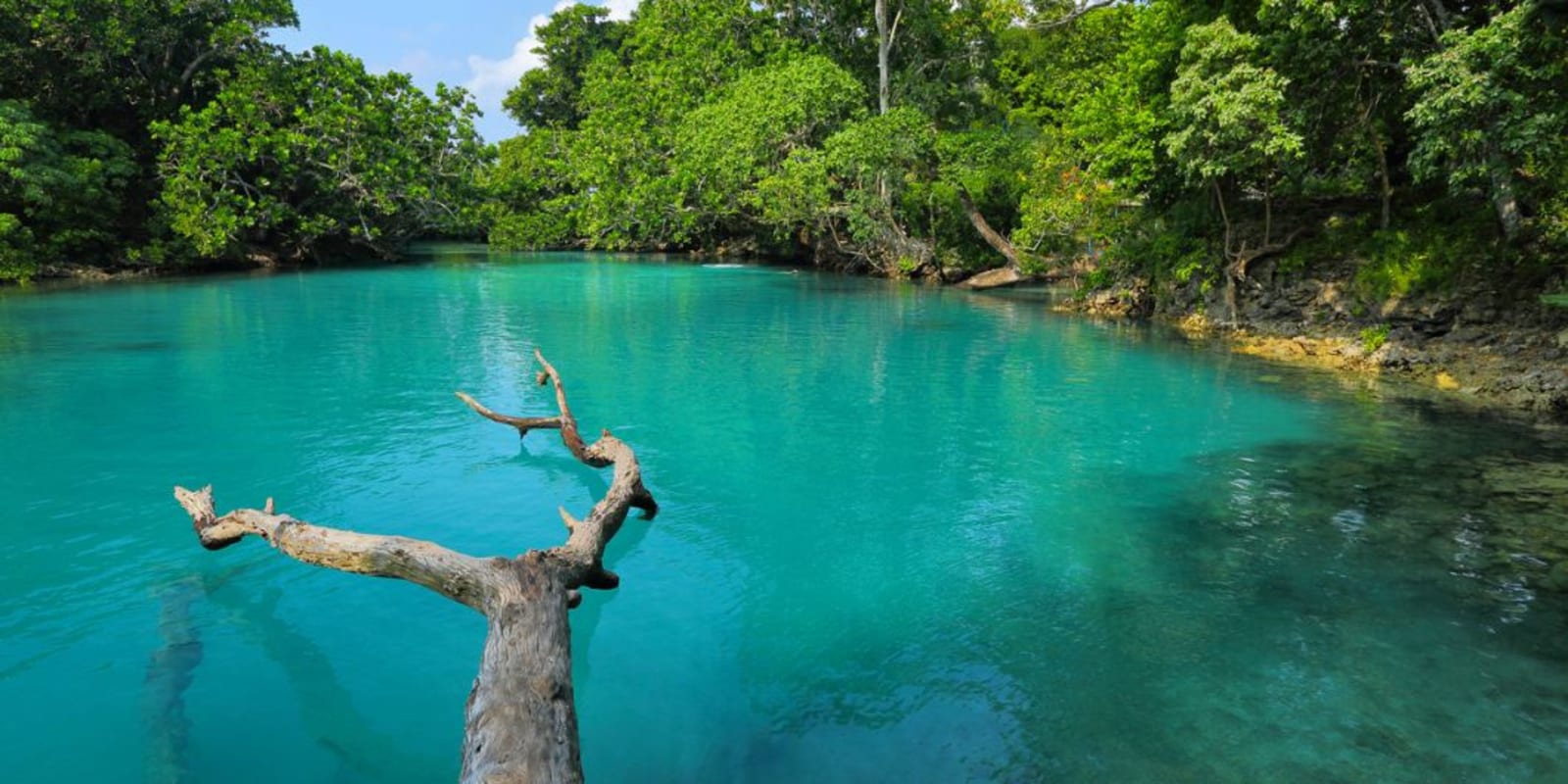 A branch with no leave overhanging the clear water of Blue Lagoon