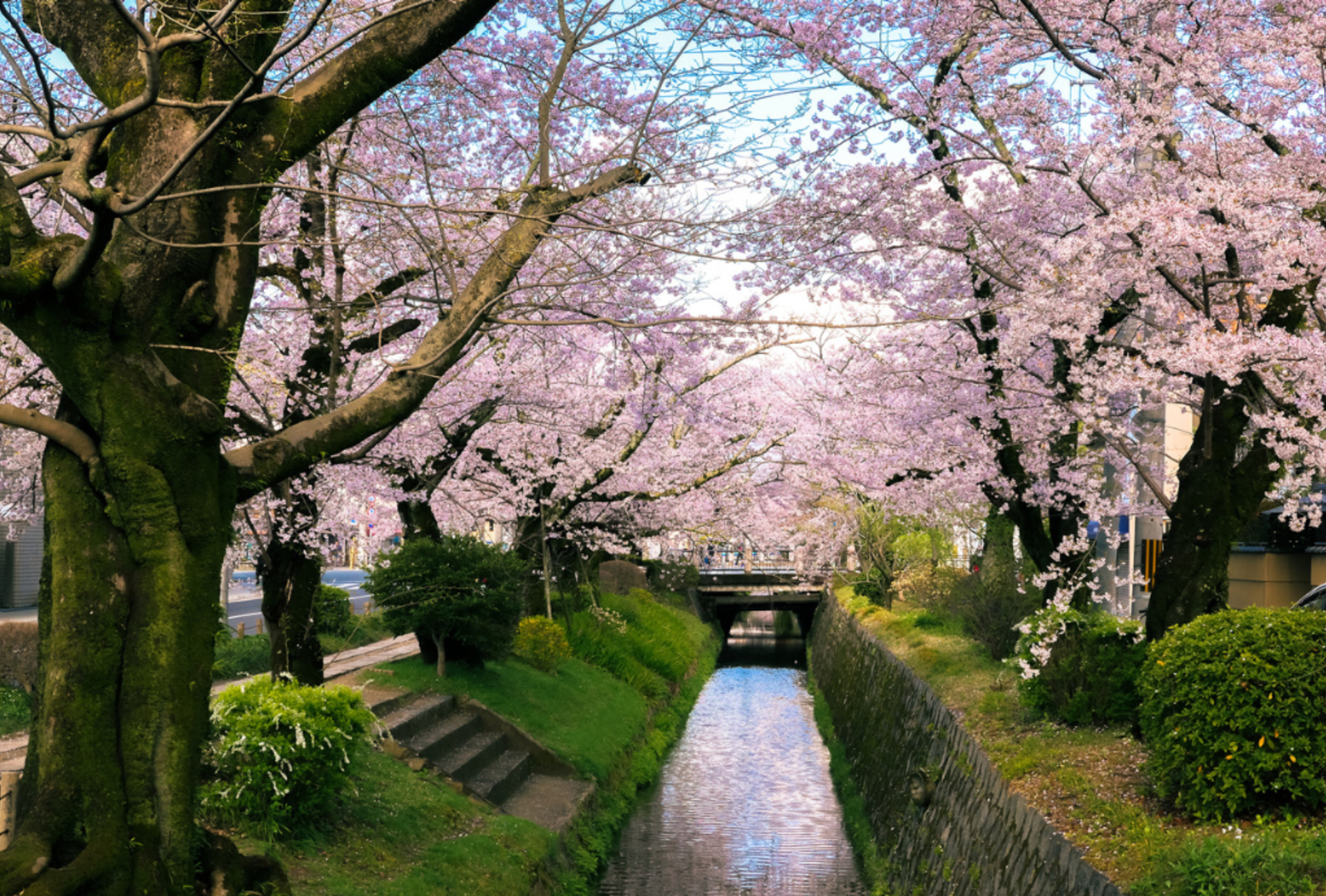 Cherry Blossom blooms on streets and sidewalks in Spring along the historical Philosopher's Walk in Kyoto Japan.