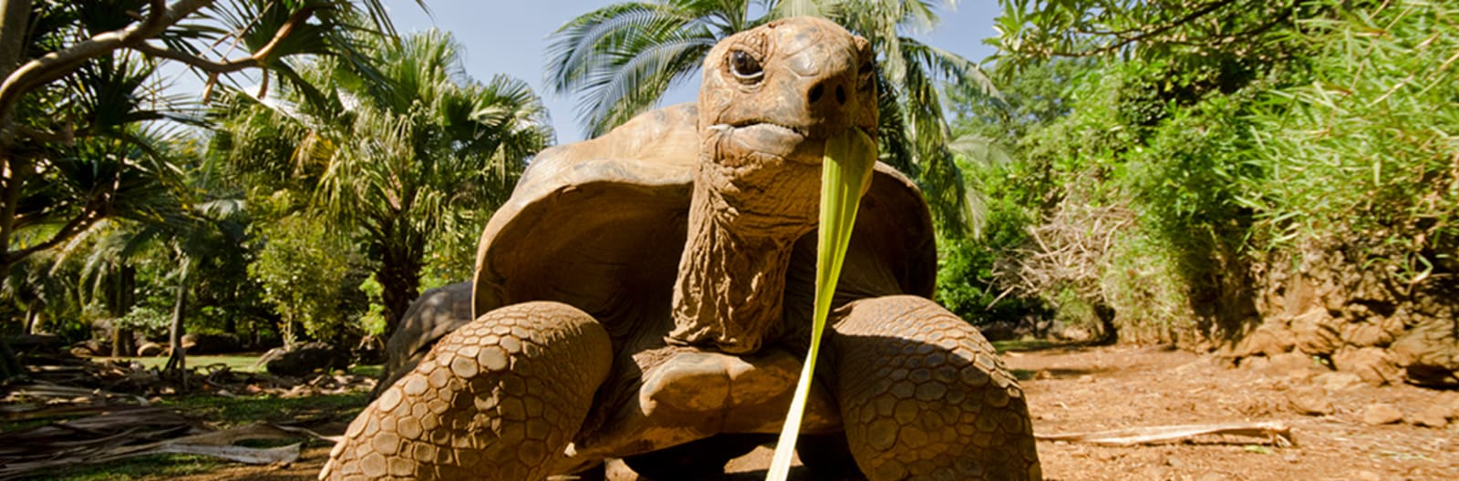 tortoise in Mauritius 