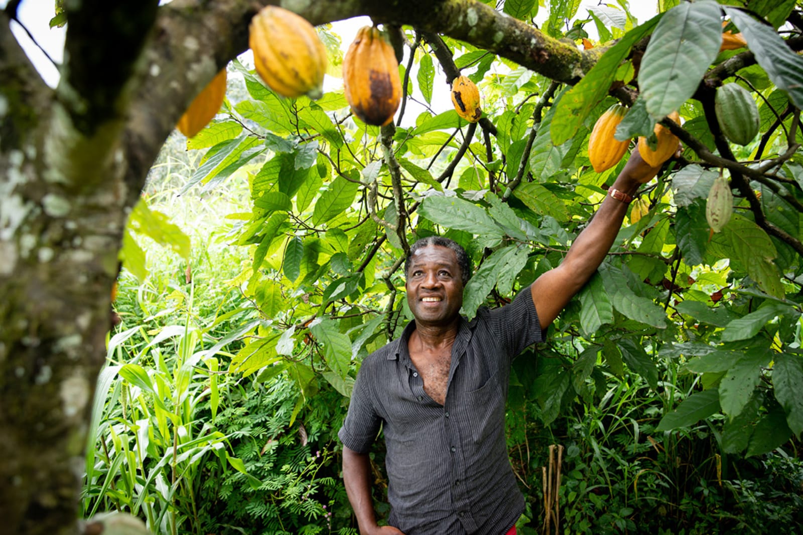 A man harvesting cacao beans