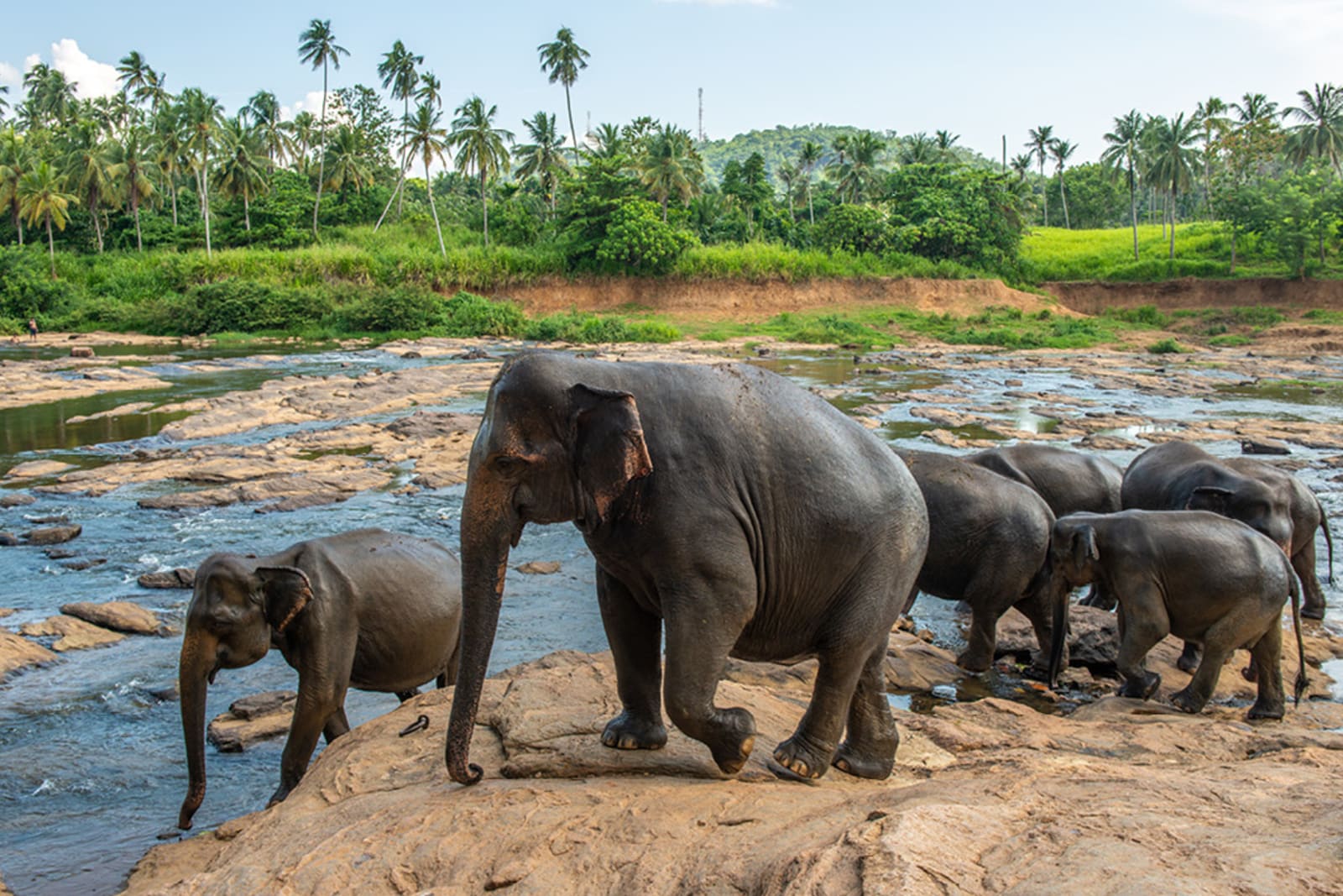 A small herd of Asian elephants