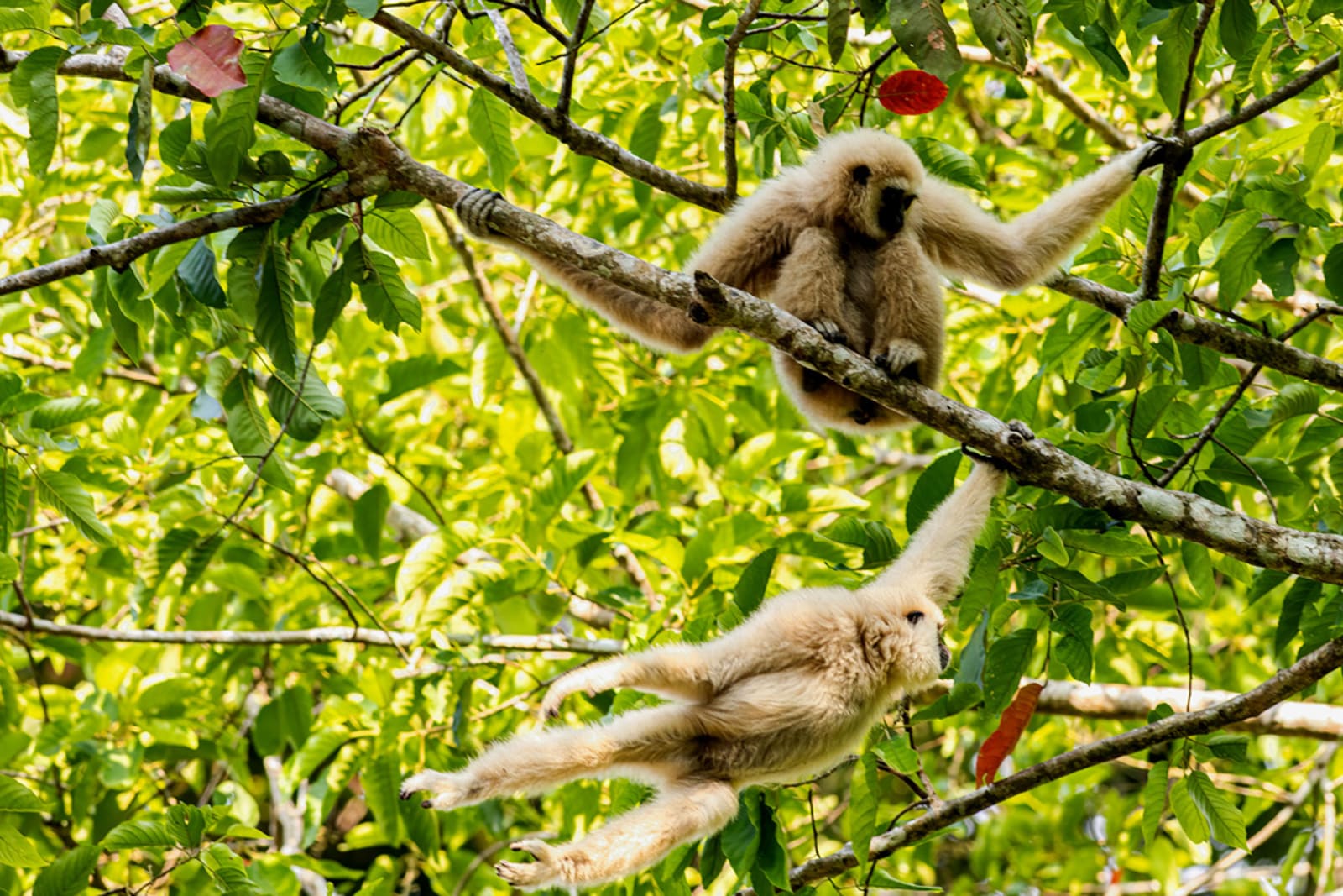 Gibbon monkeys sitting in and swinging from a leafy tree