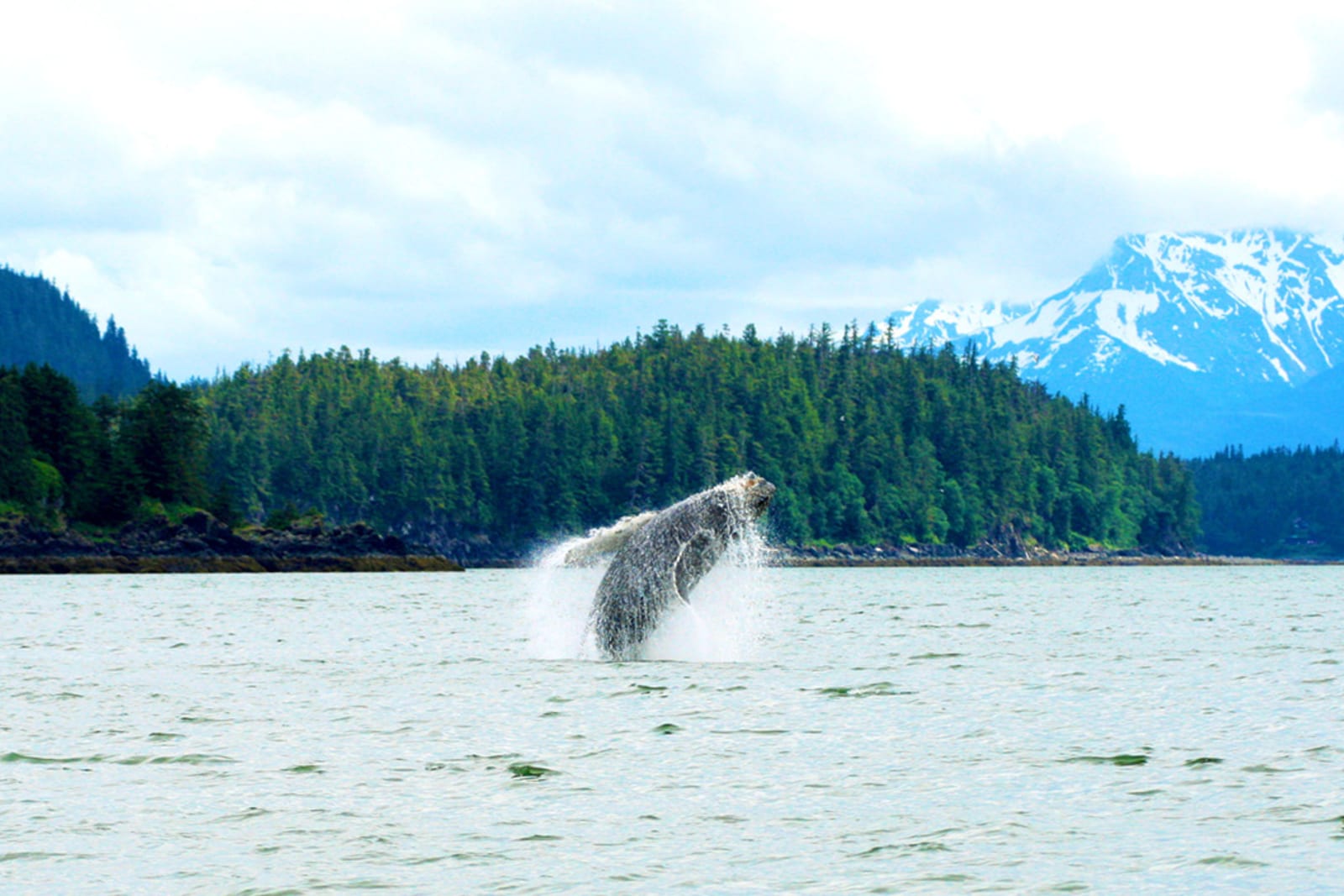 Some of the best Alaska cruise ships give you the opportunity to view whales in their natural habitat
