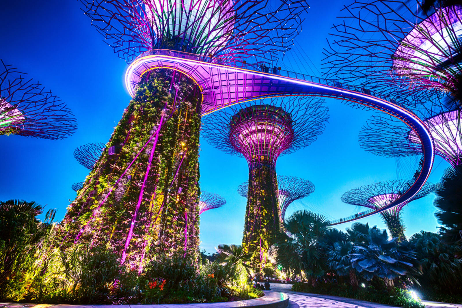 The Supertree Observatory at Gardens by the Bay in Singapore