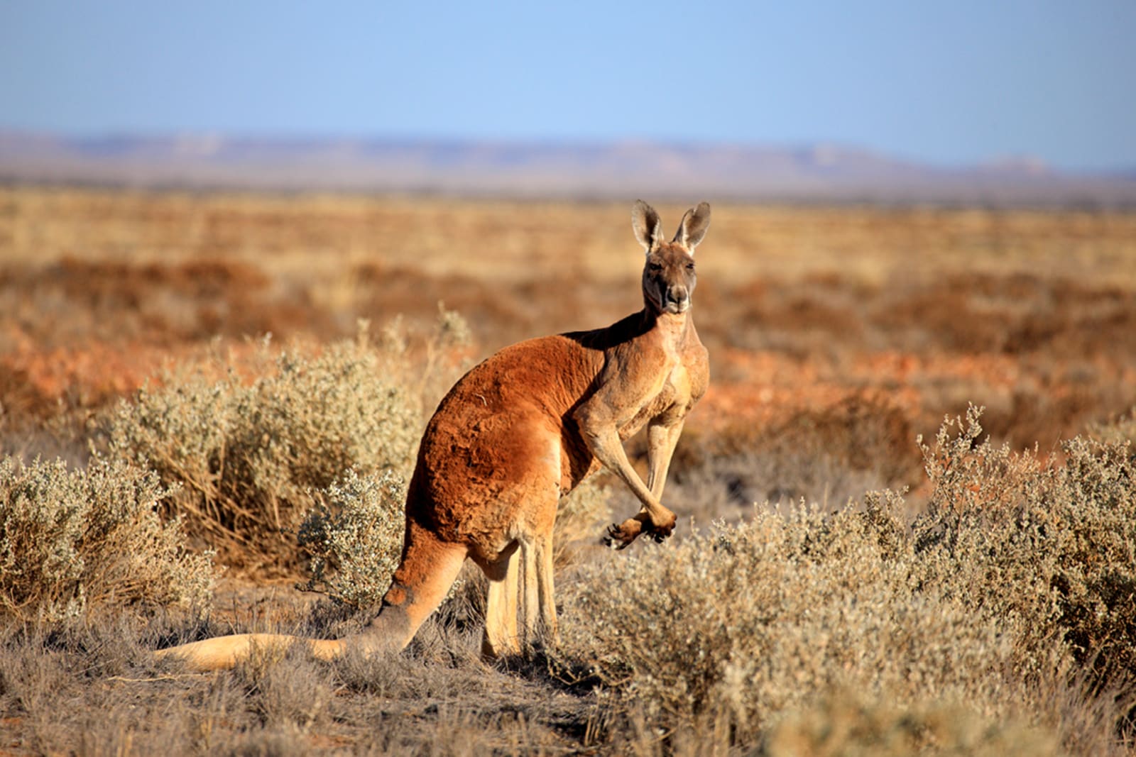 A red kangaroo in the Australian outback