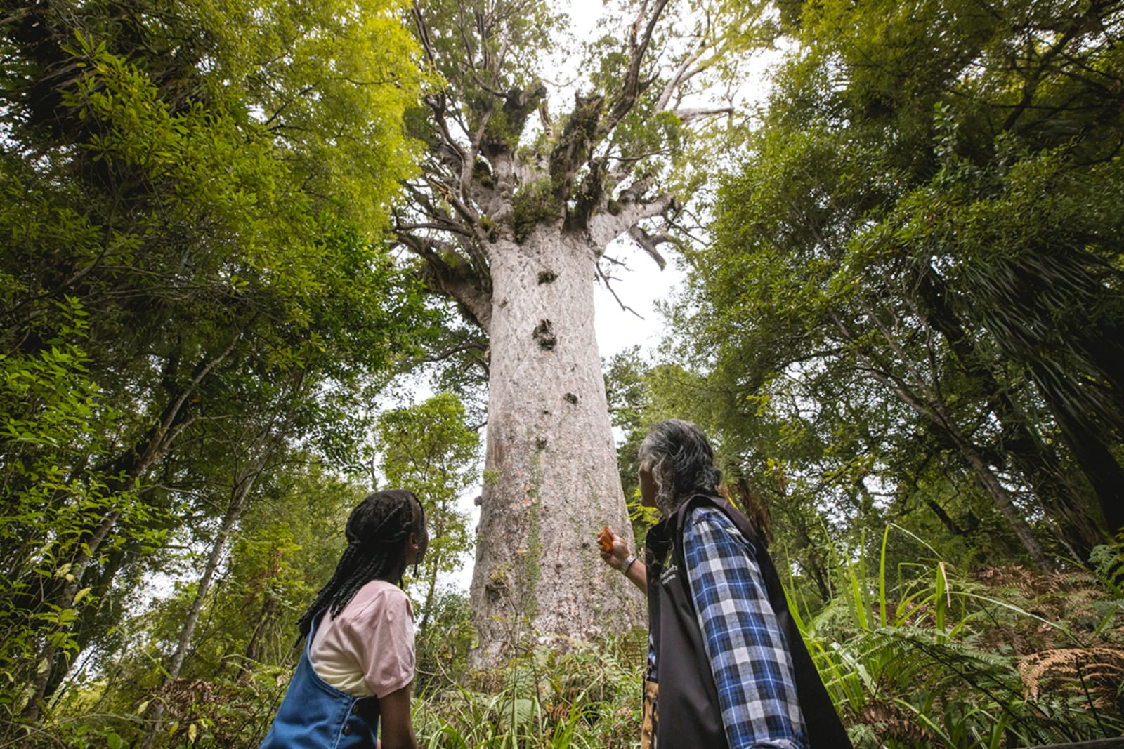 People looking at tall trees in the Waipoua Forest