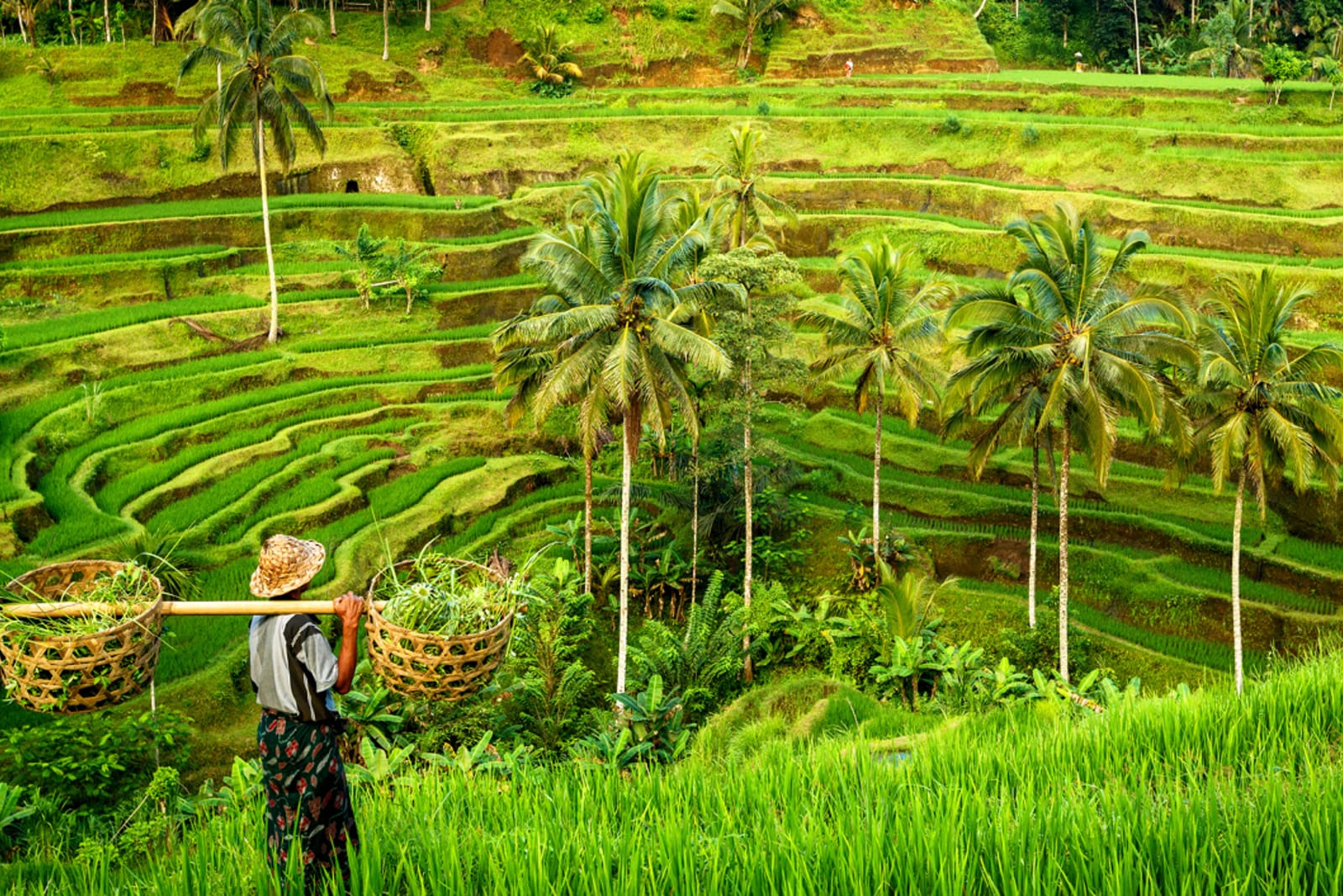 A person overlooking rice terraces in Bali