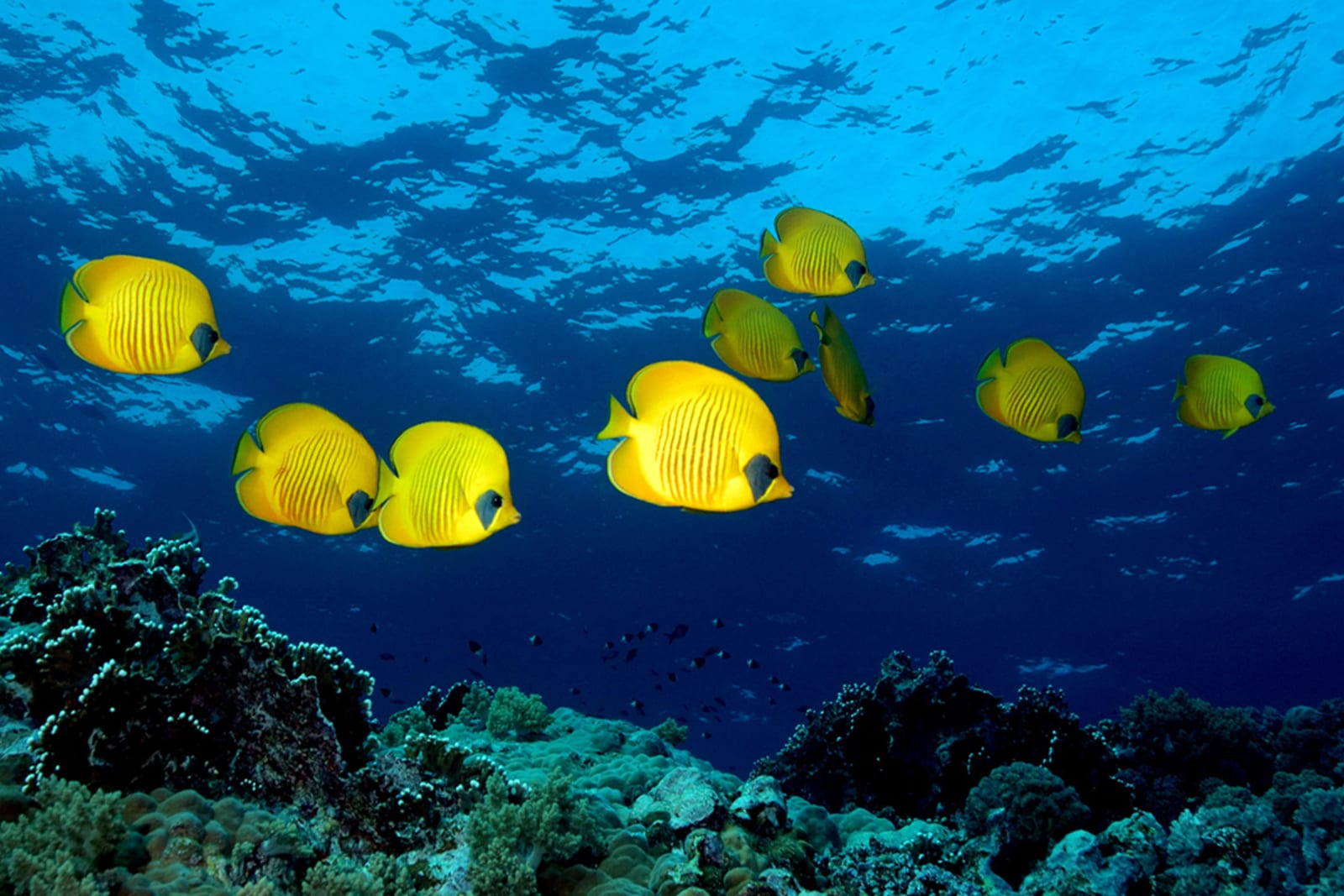 A school of bright yellow fish