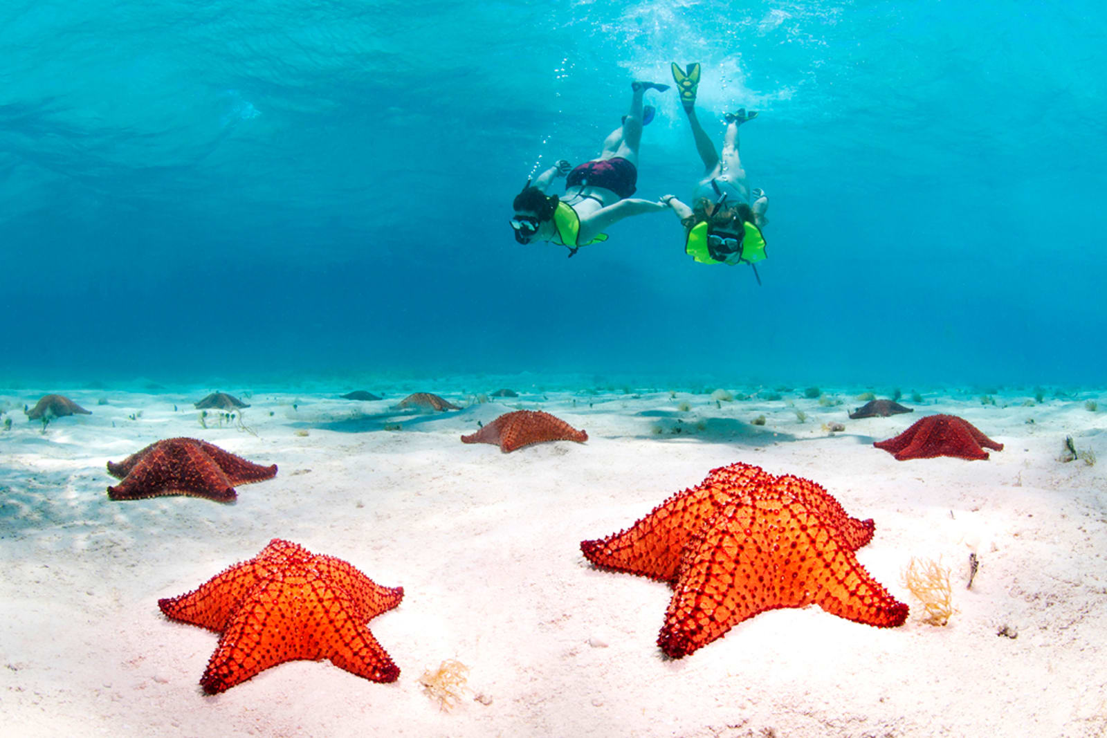 Snorkellers swimming above starfish at Saona Island in the Dominican Republic
