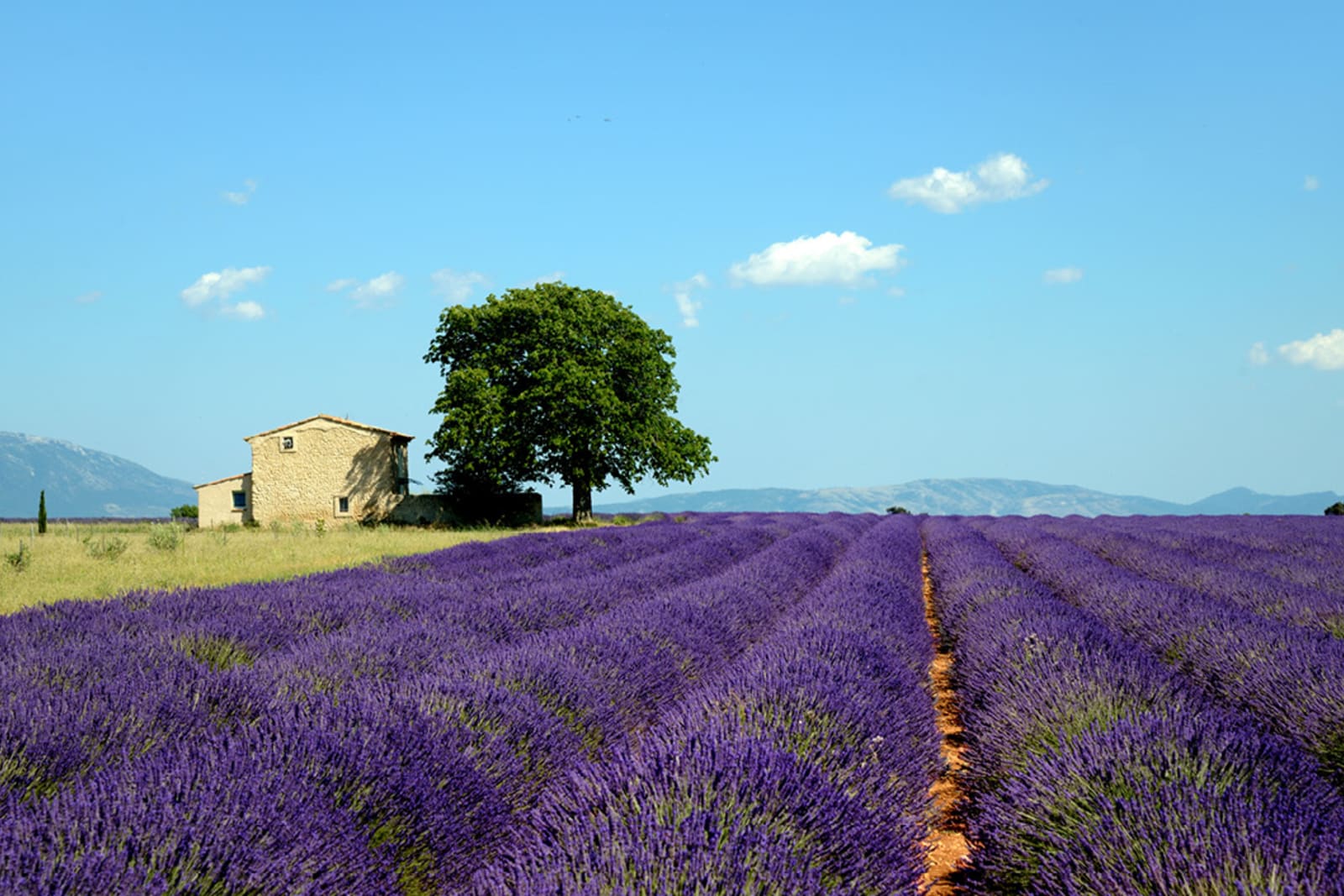 Lavender fields are among the top attractions in Aix-en-Provence